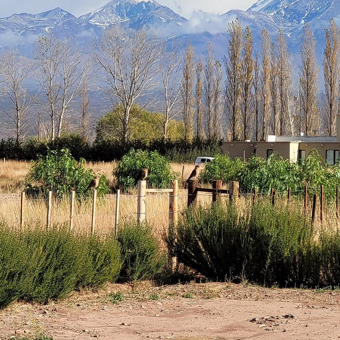 Algunos visitantes, posando en nuestro alambrado! Siempre hay alguno diferente 🐦 🕊 🦉 🦅